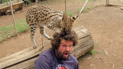 Serval Haircut | Crazy Cameramen