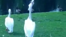 Pelican eats a pigeon