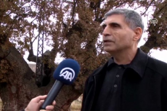 500 yıllık meşe