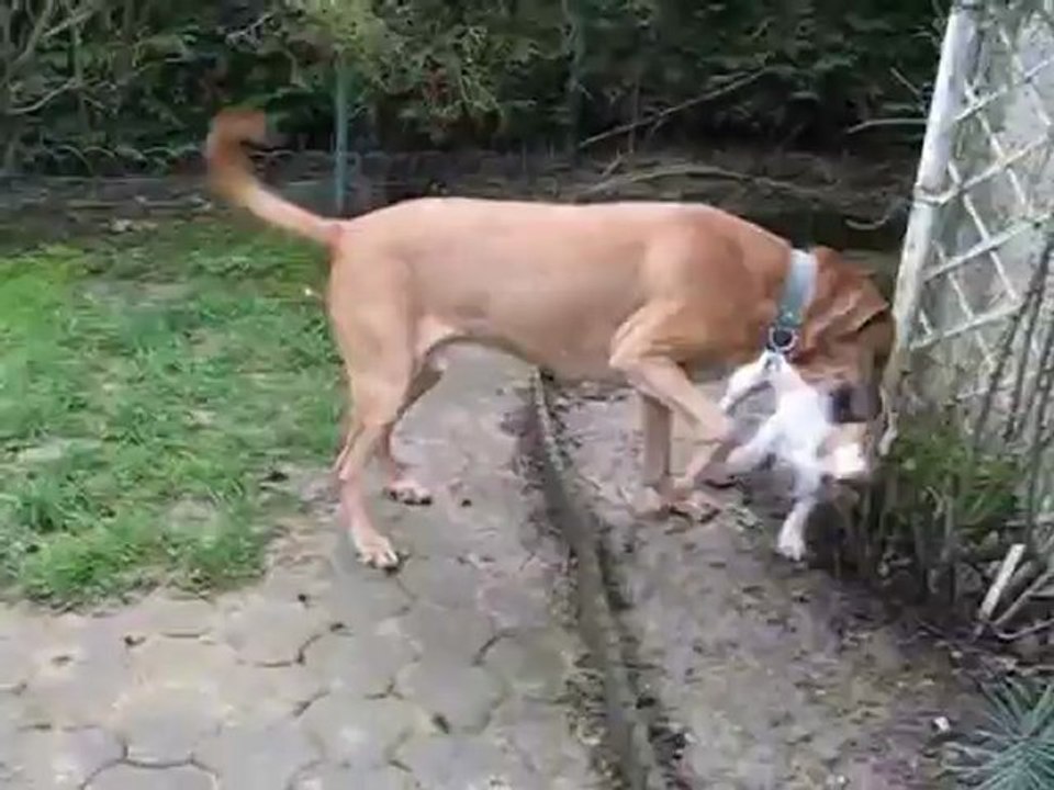 charles et doggy 1
