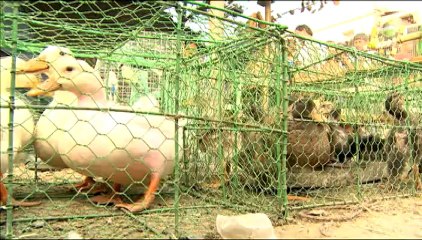 Ducks for sale in Asia's largest cattle fair