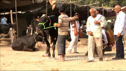 1006.Cows in Sonepur Mela .mov