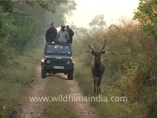 1031.Sambhar in front of safari Jeep.mov