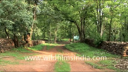 1035.Jhinna Eco tourist camp, Madhya Pradesh .mov