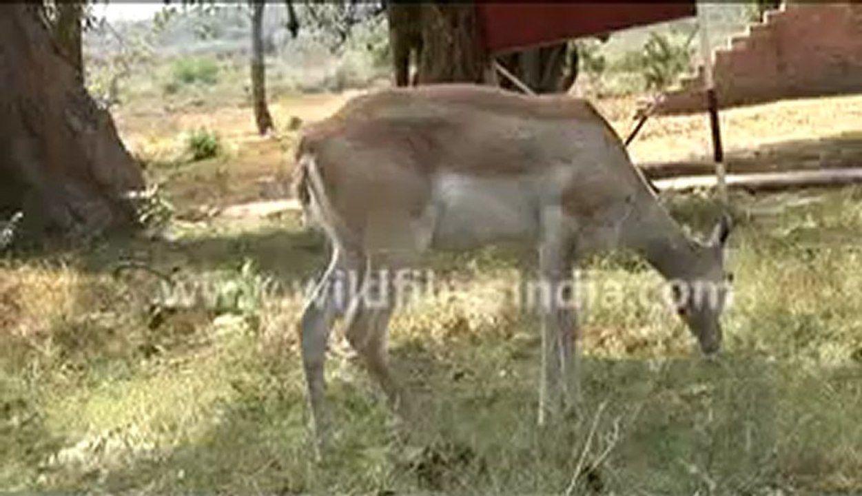 104. Spotted Deer.mp4