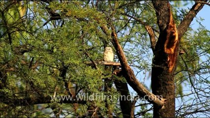 1058.Owls in Bharatpur Sanctuary.mov