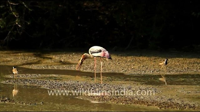 1059.Painted Stork catching fish, Bharatpur.mov