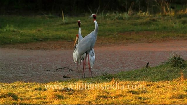 1064.Sarus Cranes in Bharatpur.mov