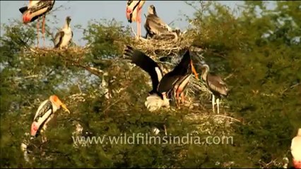 1069.Painted storks on a tree.mov