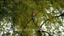 1074.Indian Roller or Blue Jay.mov