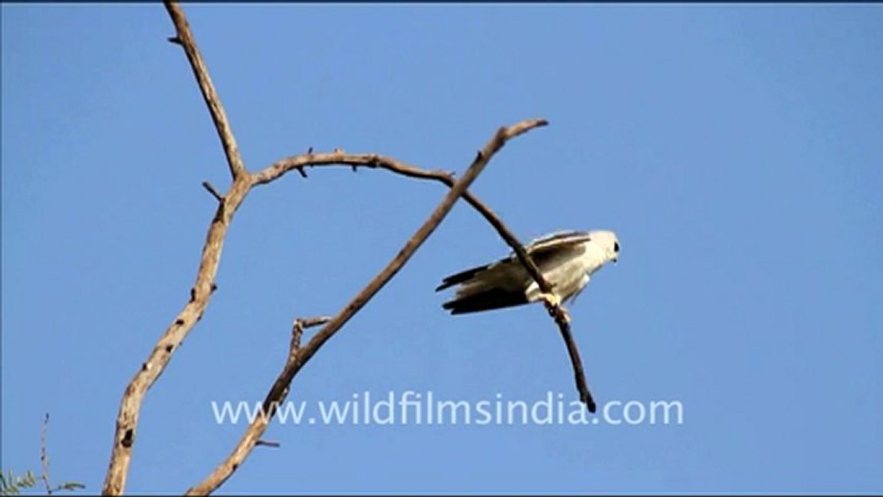 1077.Black-shouldered Kite.mov