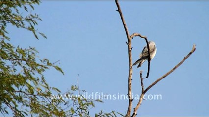 1079.Black-shouldered Kite in Bharatpur.mov
