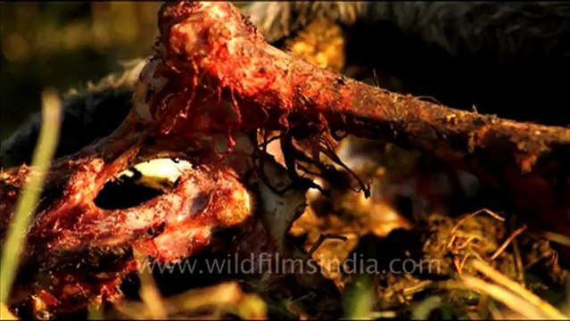 1085.Dead Calf in Bharatpur.mov