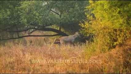 1089.Male Bluebull Antelope in Bharatpur Sanctuar.mov