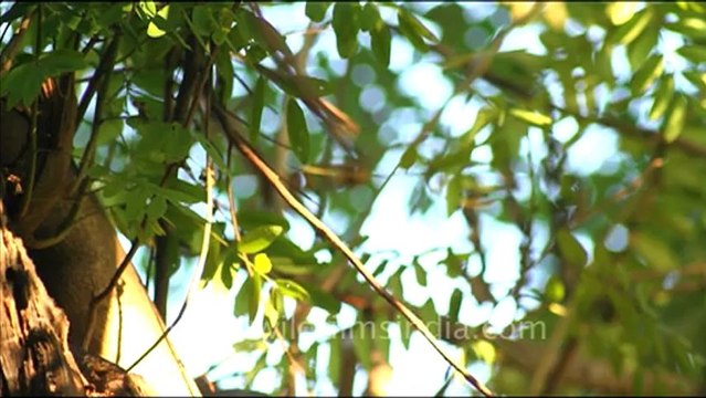 1091.Owls in Keoladeo National Park.mov