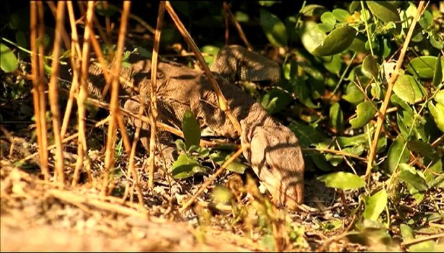 1094.Monitor Lizard, Bharatpur.mov