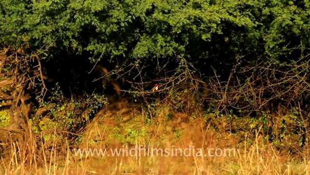 1102.Bharatpur Sanctuary.mov