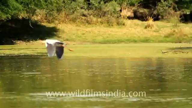 1105.Flight of Painted Storks.mov