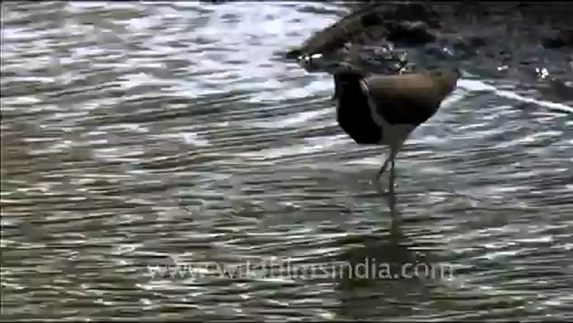 1464.Red-wattled Lapwing in Haryana.mov