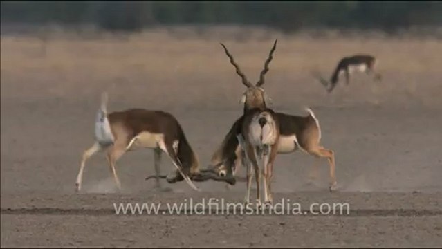 1465.Sparring blackbuck near desert, Rajasthan.mov