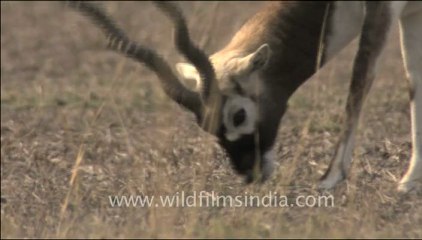 1467.Blackbuck in Tal Chappa Rajasthan.mov