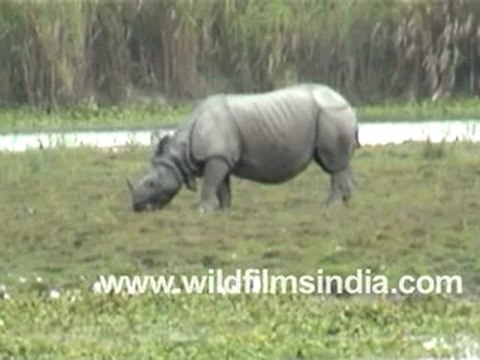 Rhinoceros in Kaziranga National Park