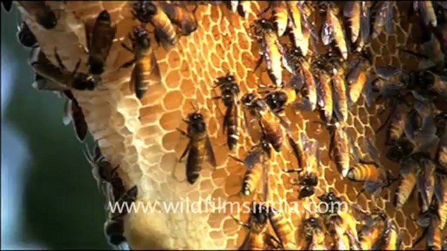 1164.Honey bees.mov