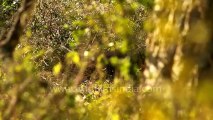 1170.Mongoose in Keoladeo National Park, Bharatpur.mov