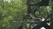 1171.Mahratta or Brown-fronted Pied Woodpecker on a tree in Keoladeo National Park.mov