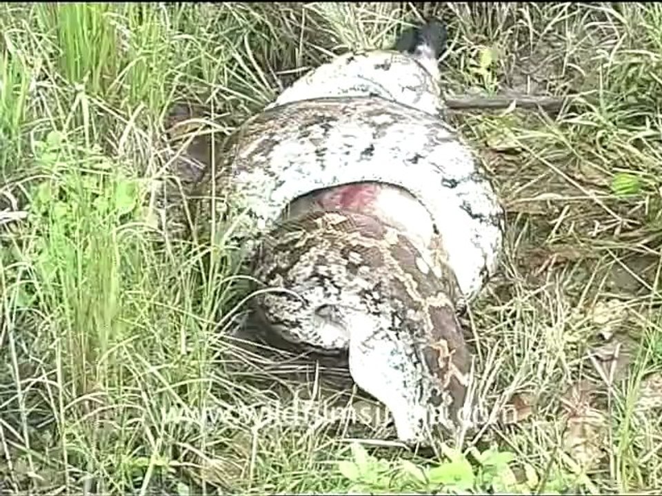 1174.Python eating langur monkey!.mov