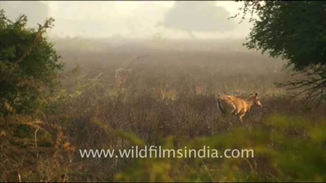 1232.Bharatpur Bird Sanctuary.mov