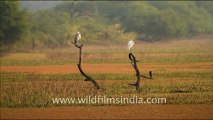 1233.Keoladeo Ghana National Park in Bharatpur.mov
