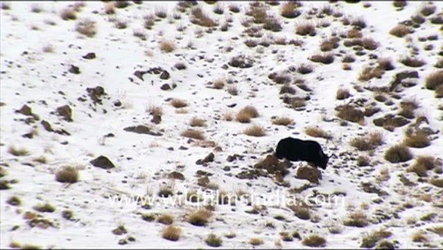 1243.Yaks in the snow of Ladakh.mov