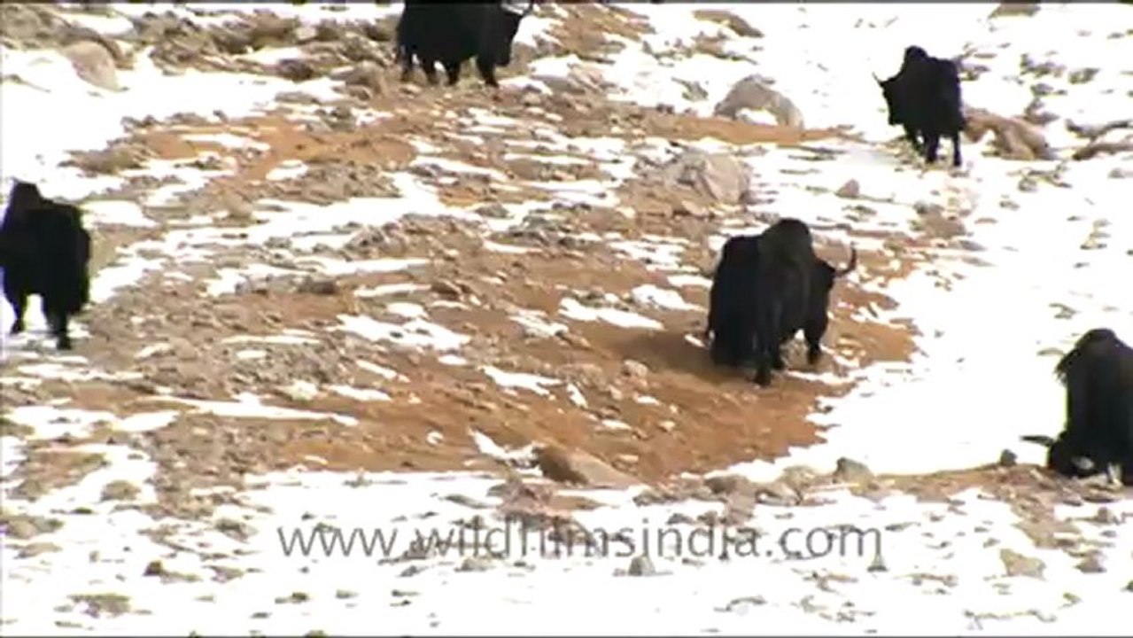 1250.Yaks in the snow, Ladakh.mov