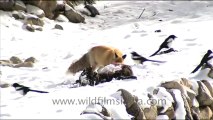 1254.Himalayan Fox at its Kill, Ladakh.mov