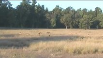 1267.Hard ground Barasingha at Kanha.mov