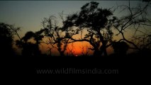 1276.Sunset in Keoladeo National Park in Bharatpur.mov