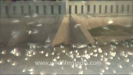 1278.Flock of terns in Gujarat dam.mov