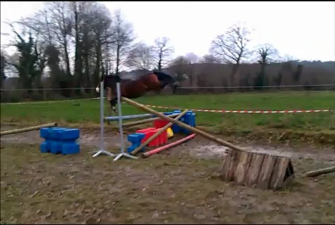 Acid Cherry Tartifume WB de 2 ans par Kenwood's Royal Consort et Agherry Elvey