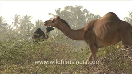 1284.Camels in the Desert.mov