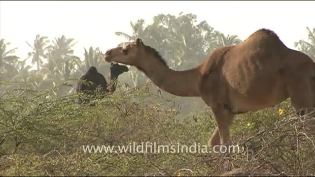 1284.Camels in the Desert.mov