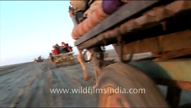 1294.Camels in Rann Utsav.mov