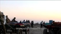 1295.Camels in Rann Festival, Gujarat.mov