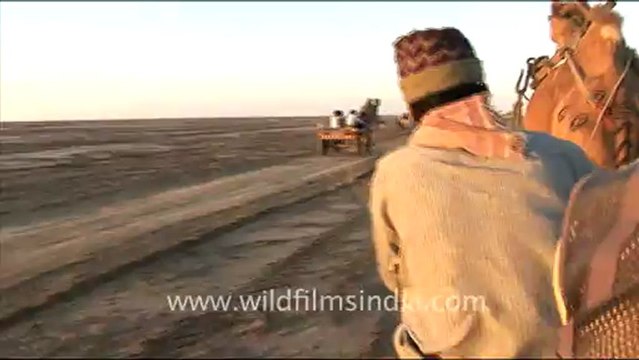 1297.Camels in Rann Utsav, Gujarat.mov