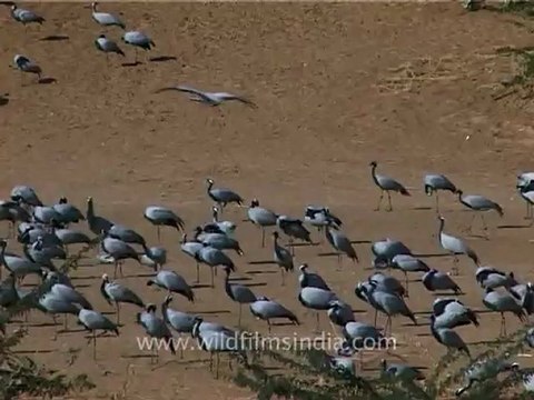 1304.Demoiselle Cranes, Gujarat.mov