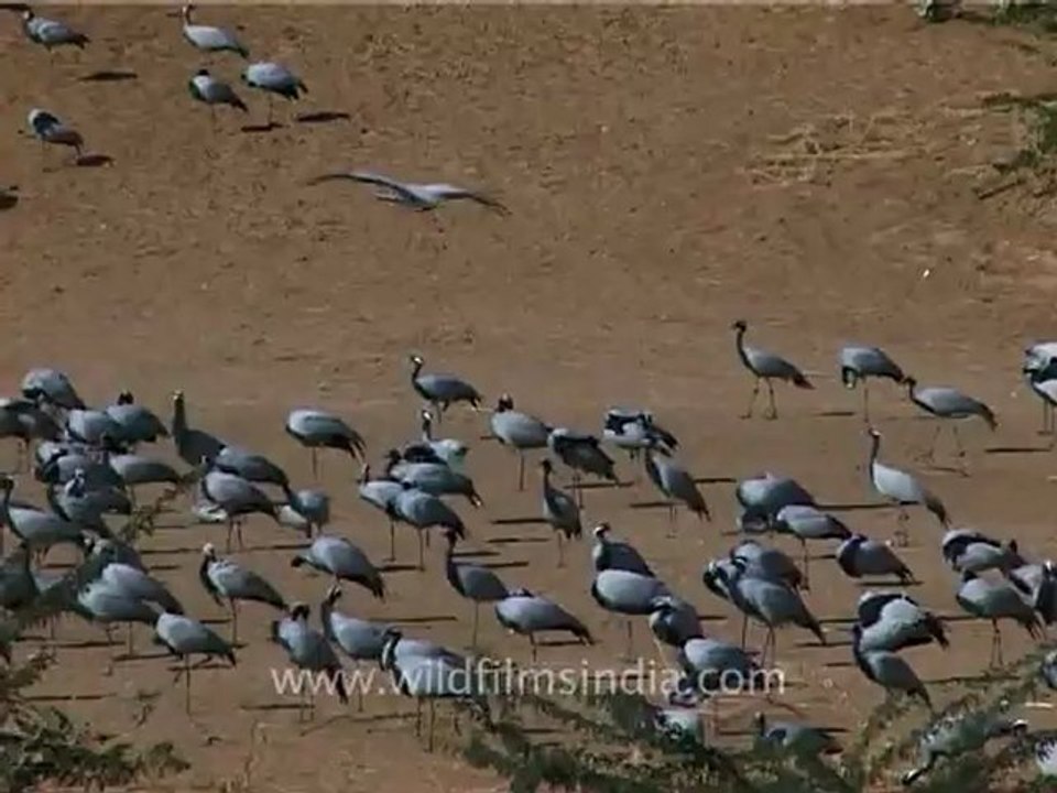 1304.Demoiselle Cranes, Gujarat.mov