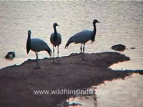 1306.Demoiselle Crane or Koonj in Gujarat.mov