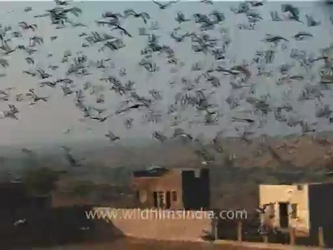 1308.Flight of Demoiselle Cranes, Gujarat.mov