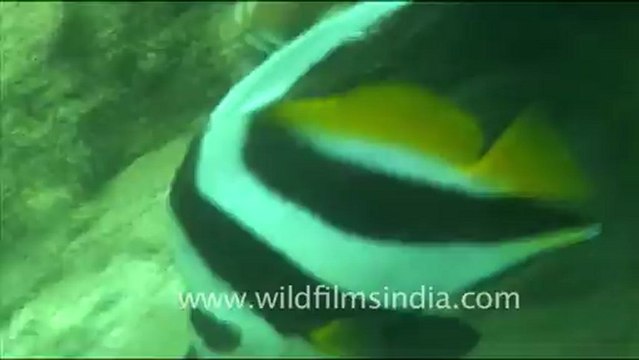 1471.Banner Fish in Andaman.mov