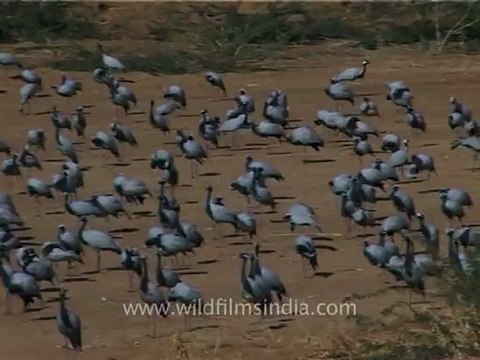 1310.Flock of Demoiselle Cranes, Gujarat.mov
